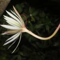 Epiphyllum hookeri Haw.